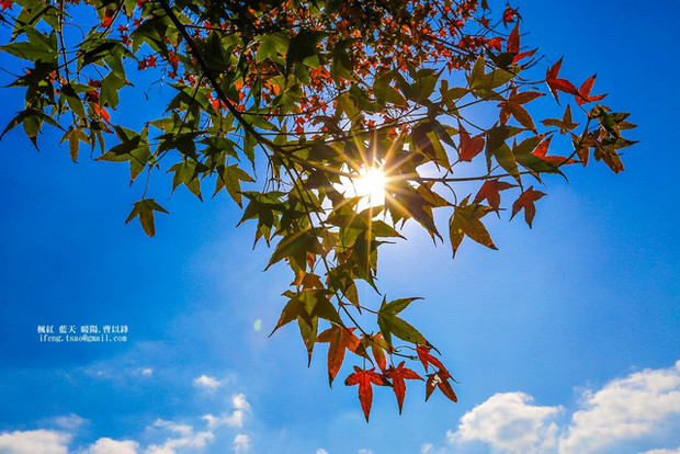 請另存圖片檢視原尺寸圖檔