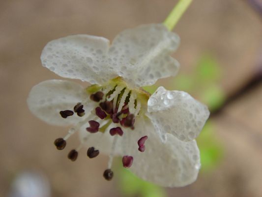 請另存圖片檢視原尺寸圖檔