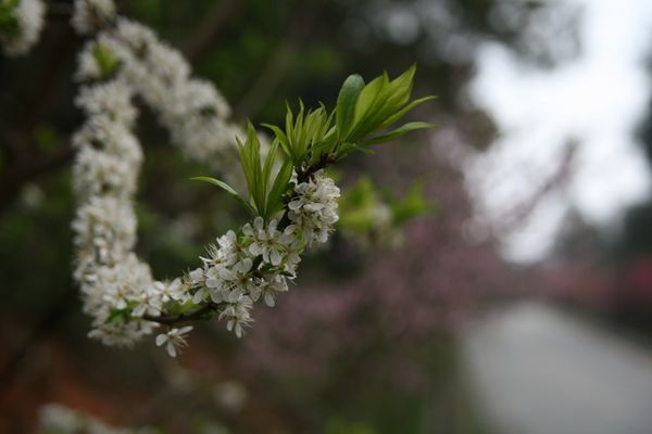 請另存圖片檢視原尺寸圖檔