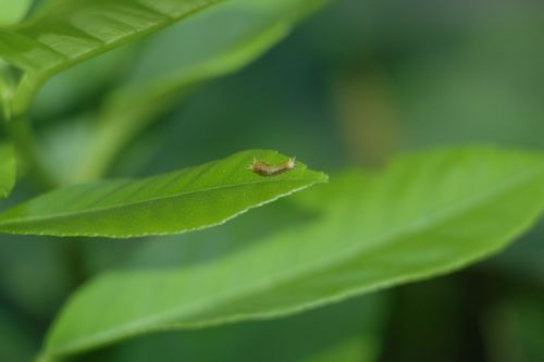 請另存圖片檢視原尺寸圖檔