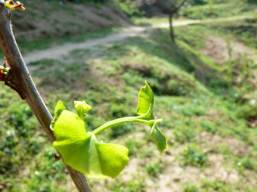 請另存圖片檢視原尺寸圖檔