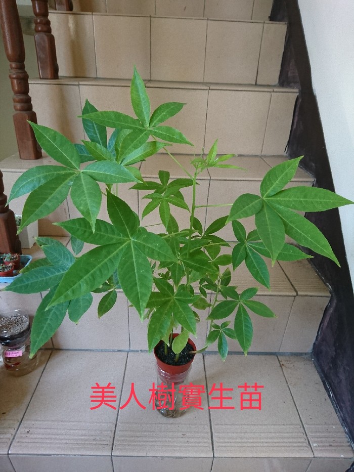 請另存圖片檢視原尺寸圖檔