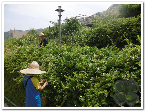 請另存圖片檢視原尺寸圖檔