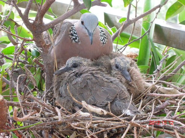 白天怎樣接近斑鳩 Trsl